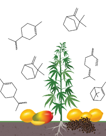 differenc-between-CBD-and-THC